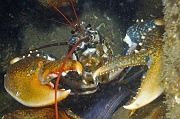 Homarus-gammarus-Belle Ile Epave du Anan-17m-20160630-Denis-ADER-DSC_8357_tn
